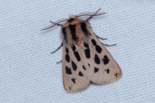 Réf. 148 223 : Chelis maculosa