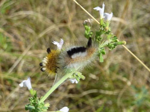 Réf. 148 301 : Gynaephora selenitica