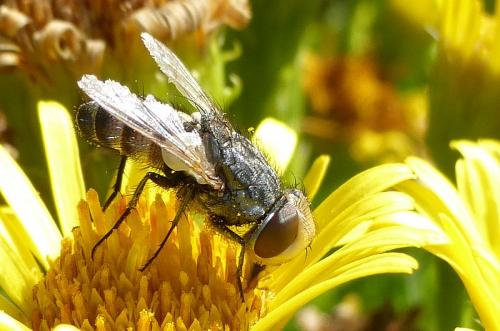 Miltogramma sp.