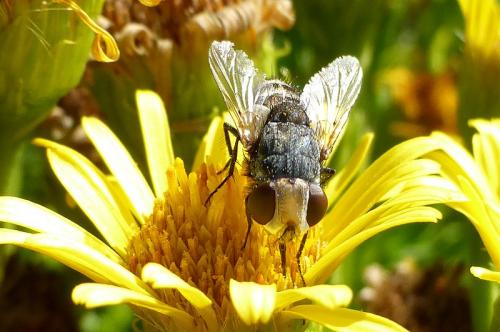 Réf. 148 622 : Miltogramma sp.