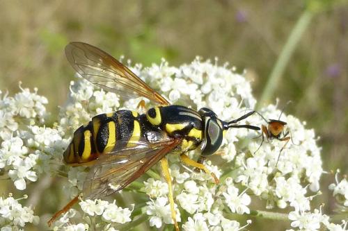 Chrysotoxum octomaculatum