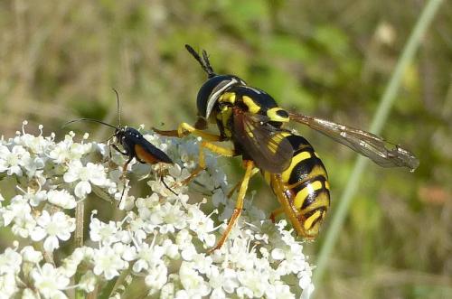 Chrysotoxum octomaculatum
