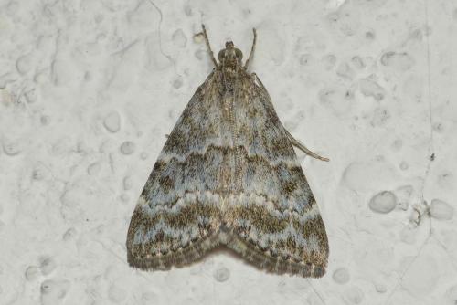 Evergestis sophialis