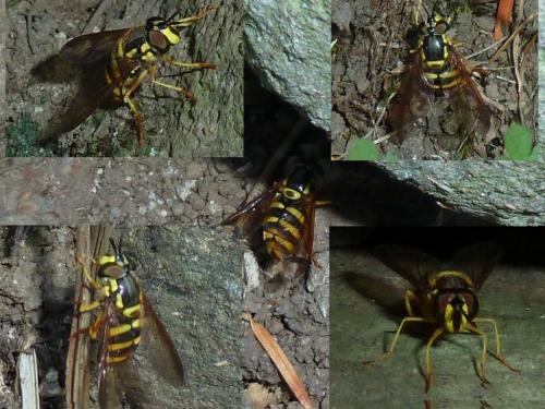 Chrysotoxum intermedium