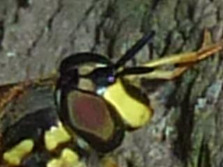 Réf. 148 051 : Chrysotoxum intermedium