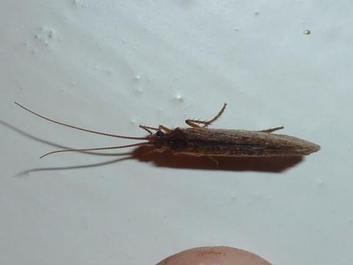 Limnephilus sp.