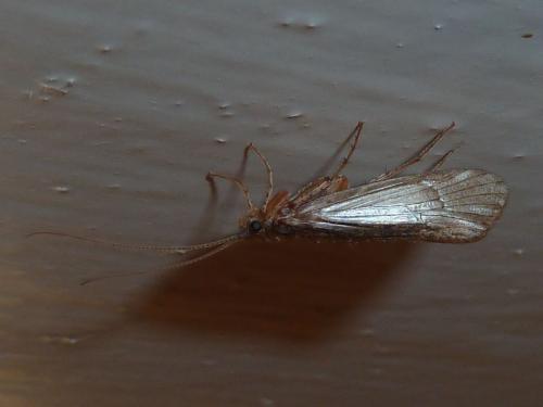Limnephilus sp.