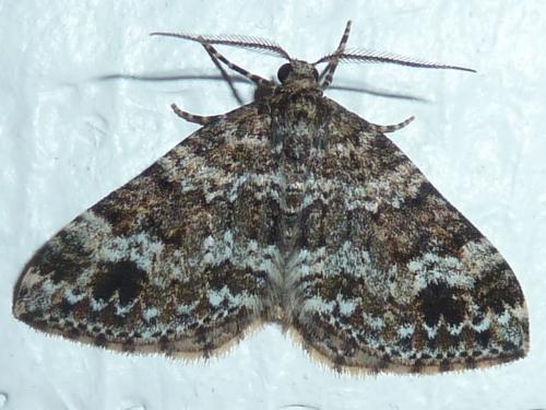 Réf. 148 189 : Mesotype didymata