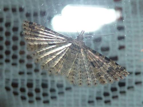 Alucita hexadactyla