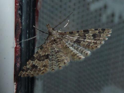 Alucita hexadactyla