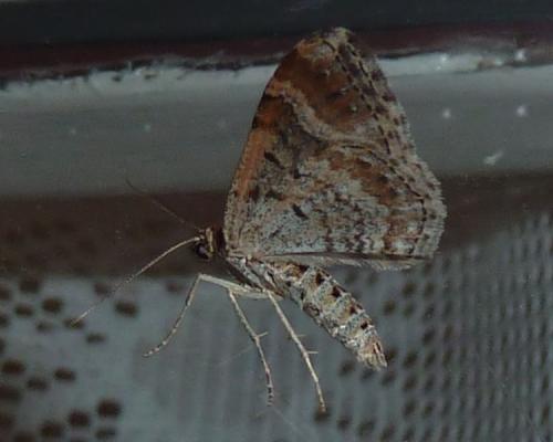 Réf. 148 112 : Xanthorhoe sp.