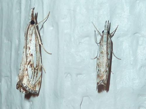 Réf. 148 116 : Catoptria falsella