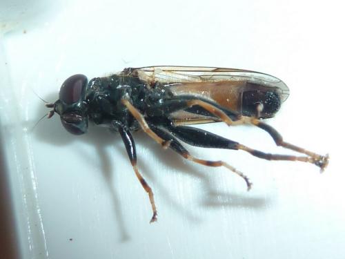 Réf. 148 125 : Xylota segnis