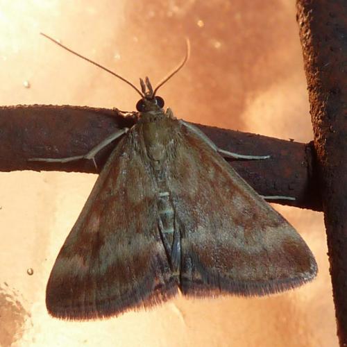 Pyrausta despicata