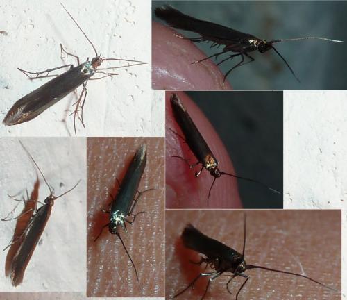 Coleophora sp.