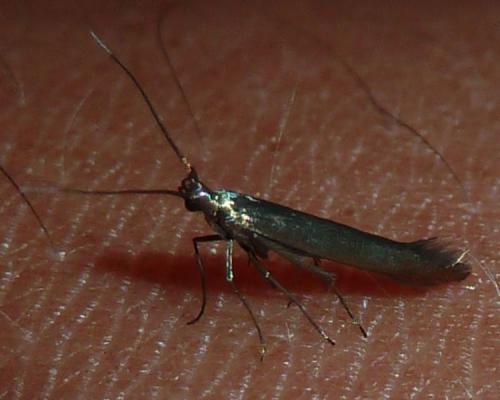 Coleophora sp.