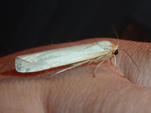 Réf. 148 330 : Eilema caniola