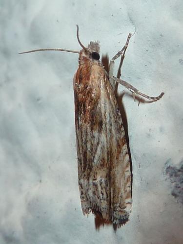 Réf. 148 126 : Eucosma sp.