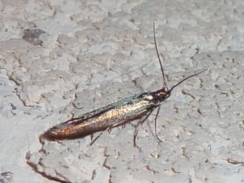 Coleophora sp.