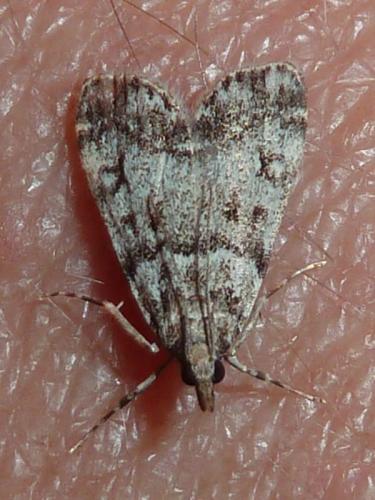 Réf. 148 352 : Eudonia sp.