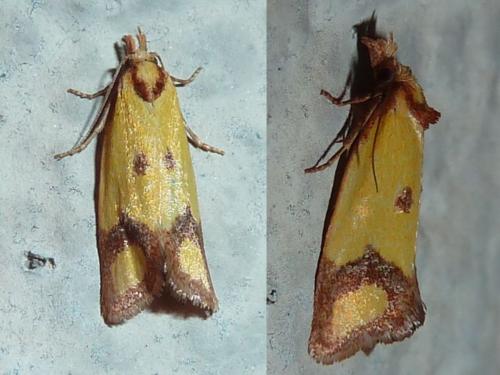 Agapeta zoegana