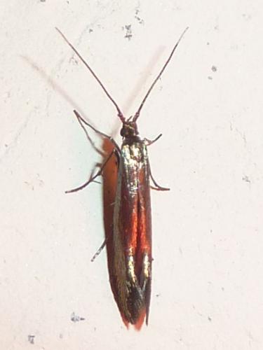 Réf. 148 375 : Coleophora sp.