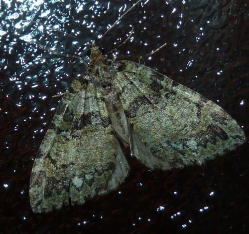 Réf. 148 426 : Hydriomena furcata