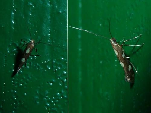 Réf. 148 427 : Calybites phasianipennella