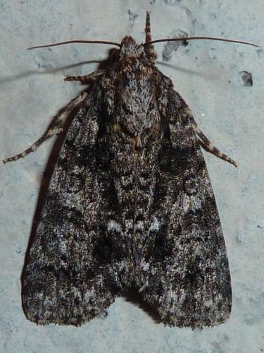 Réf. 148 737 : Acronicta rumicis