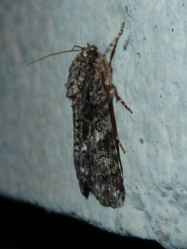 Acronicta rumicis