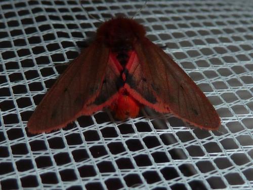 Réf. 148 705 : Phragmatobia fuliginosa