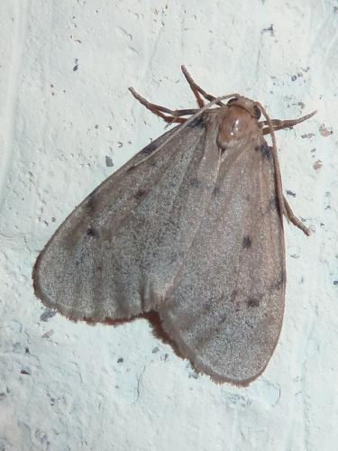 Paidia rica
