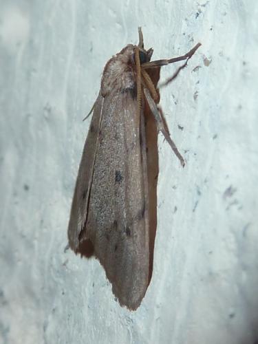 Paidia rica