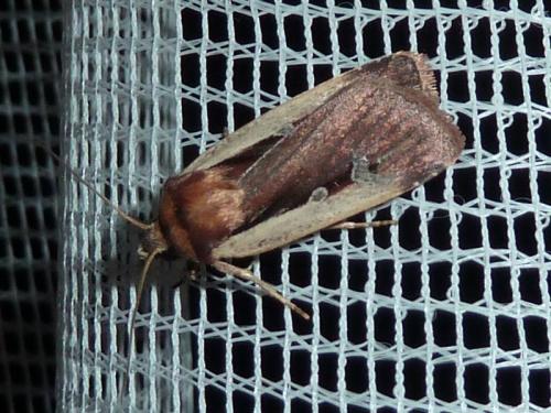 Réf. 148 765 : Ochropleura plecta