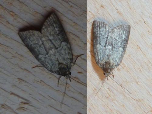 Réf. 148 853 : Nycteola sp.