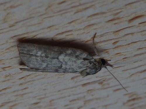 Réf. 148 854 : Nycteola sp.