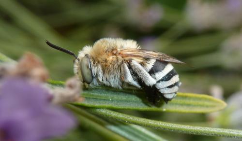 Amegilla sp.