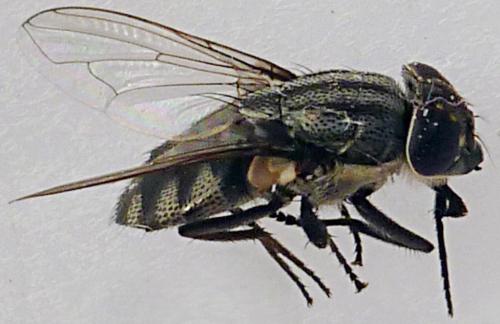 Stomorhina lunata