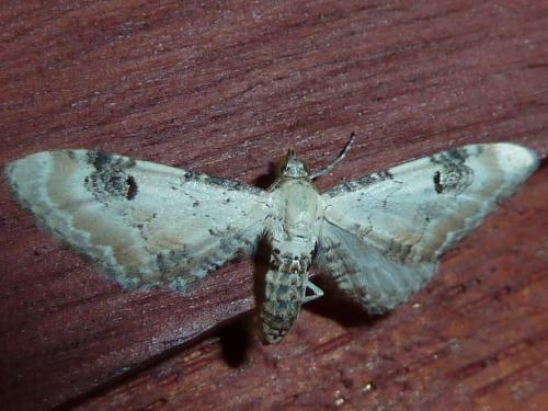 Eupithecia centaureata
