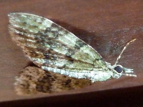 Réf. 148 587 : Acasis viretata