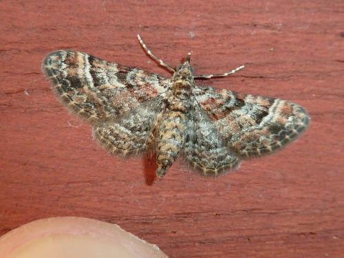 Gymnoscelis rufifasciata