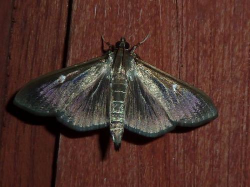 Cydalima perspectalis