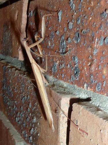 Réf. 148 583 : Mantis religiosa