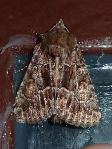 Réf. 148 649 : Thalpophila matura