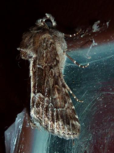 Réf. 148 650 : Thalpophila matura