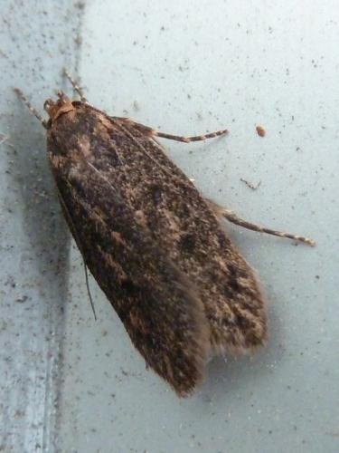 Réf. 148 665 : Hofmannophila pseudospretella