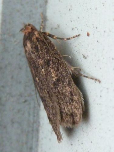 Réf. 148 666 : Hofmannophila pseudospretella