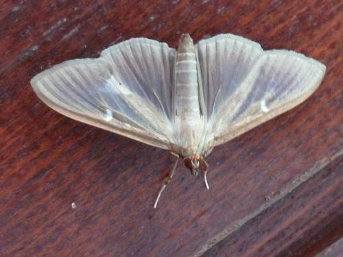 Cydalima perspectalis