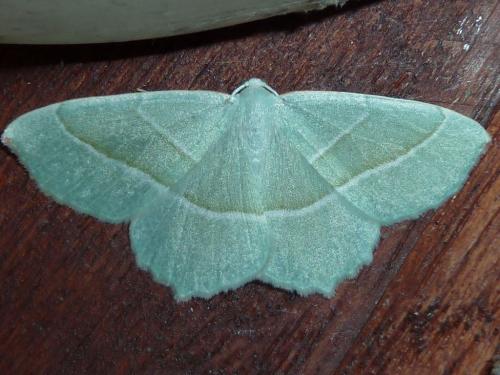 Campaea margaritaria