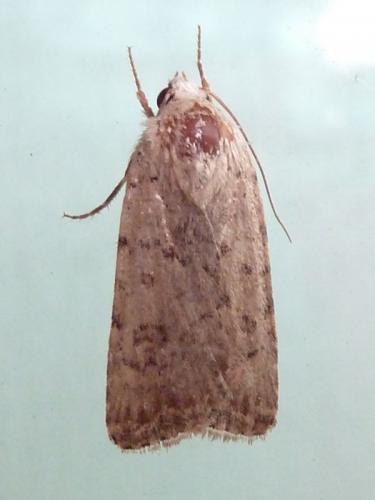 Réf. 148 781 : Caradrina clavipalpis